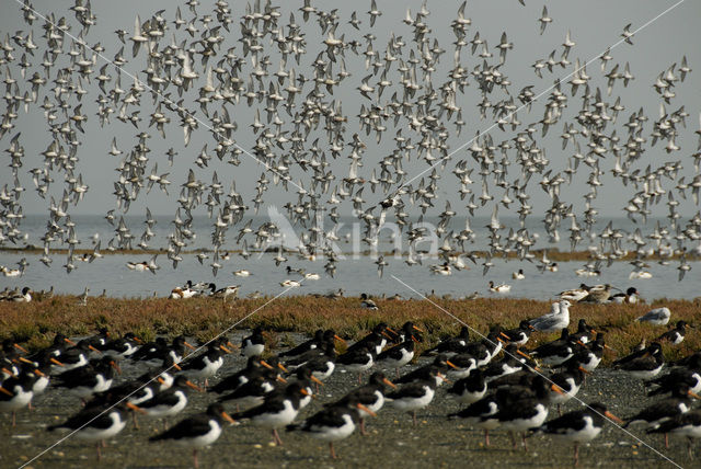 Scholekster (Haematopus ostralegus)