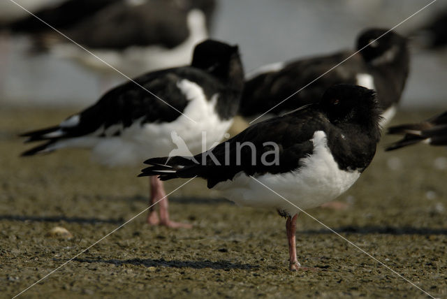 Scholekster (Haematopus ostralegus)