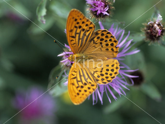 Sleutelbloemvlinder (Hamearis lucina)