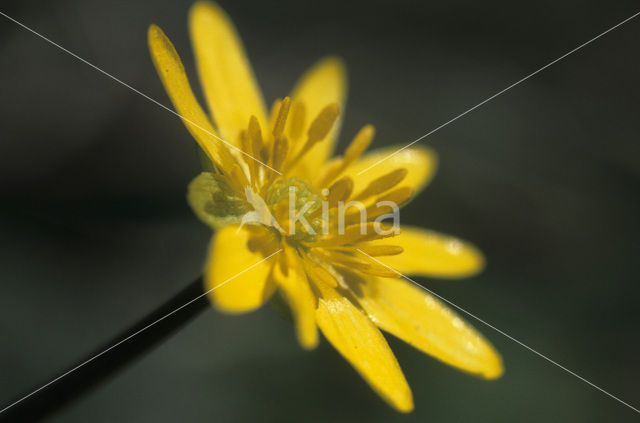 Speenkruid (Ranunculus ficaria)