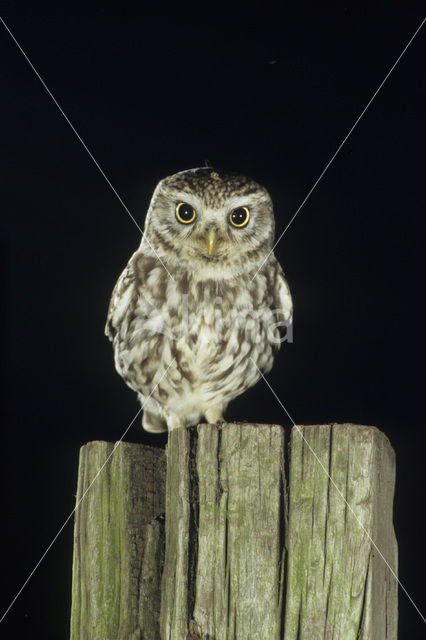 Steenuil (Athene noctua)