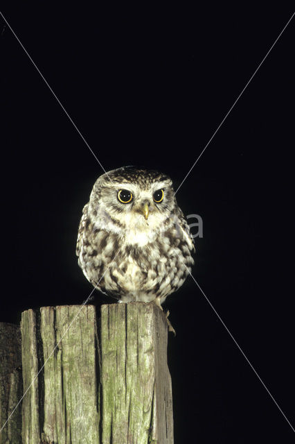 Steenuil (Athene noctua)