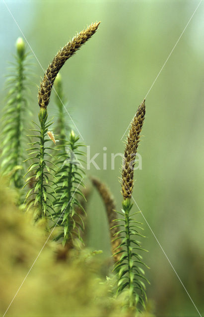 Stekende wolfsklauw (Lycopodium annotinum)