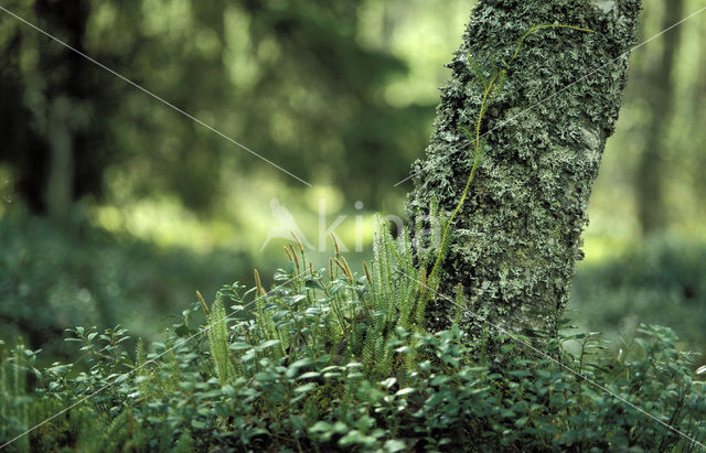 Stekende wolfsklauw (Lycopodium annotinum)