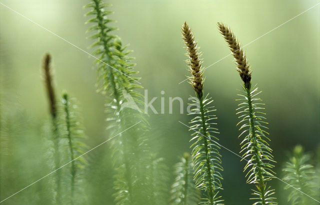 Stekende wolfsklauw (Lycopodium annotinum)