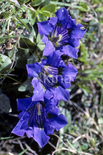 Stengelloze gentiaan (Gentiana acaulis)