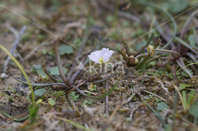 Stijve moerasweegbree (Echinodorus ranunculoides)