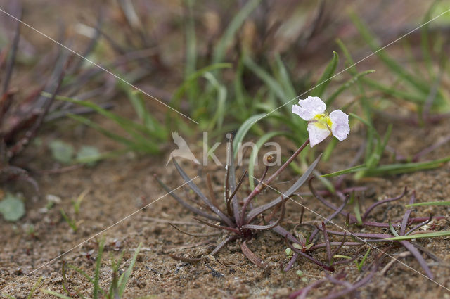 Stijve moerasweegbree (Echinodorus ranunculoides)