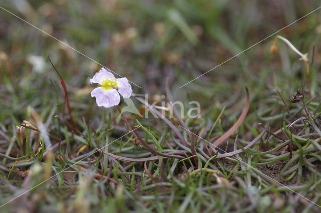 Stijve moerasweegbree (Echinodorus ranunculoides)