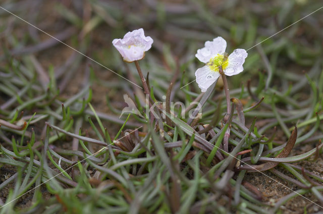 Stijve moerasweegbree (Echinodorus ranunculoides)