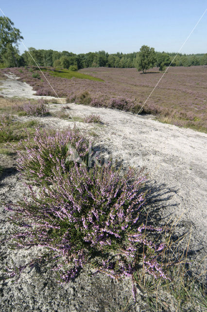 Struikheide