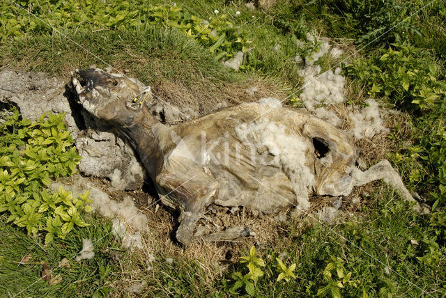 Texelaar schaap (Ovis domesticus)