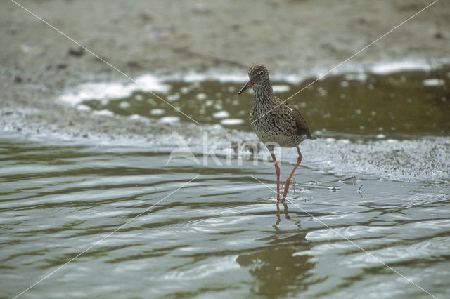 Common Redshank (Tringa totanus)