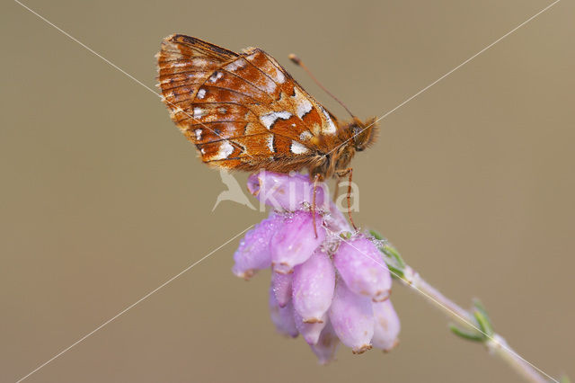 Veenbesparelmoervlinder (Boloria aquilonaris)