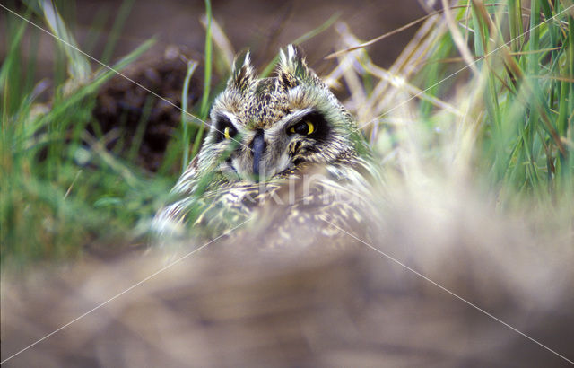 Velduil (Asio flammeus)