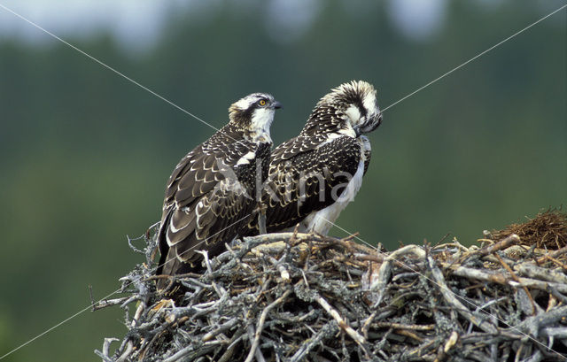 Visarend (Pandion haliaetus)