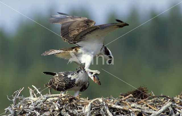 Visarend (Pandion haliaetus)