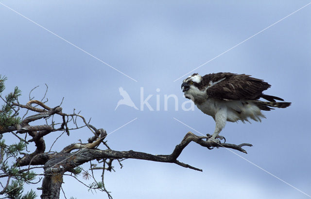 Visarend (Pandion haliaetus)