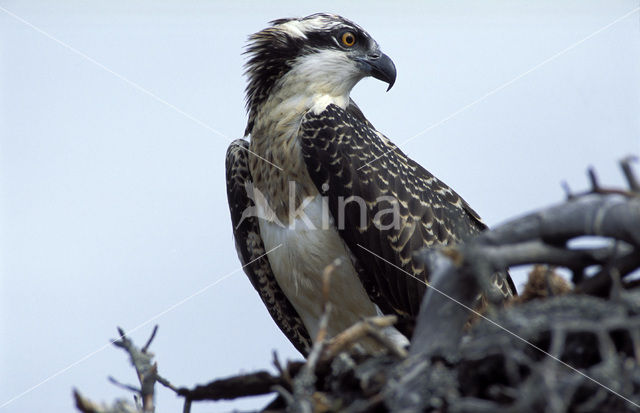 Visarend (Pandion haliaetus)