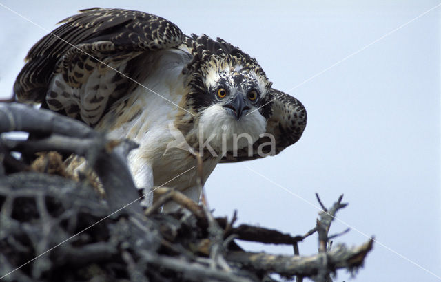 Visarend (Pandion haliaetus)