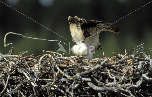 Visarend (Pandion haliaetus)