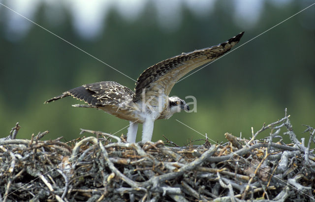 Visarend (Pandion haliaetus)