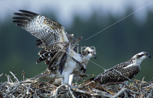 Visarend (Pandion haliaetus)