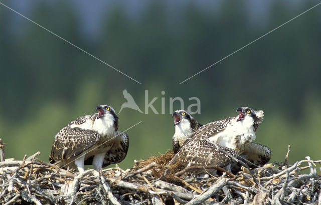 Visarend (Pandion haliaetus)