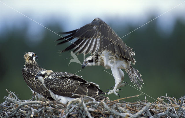 Visarend (Pandion haliaetus)