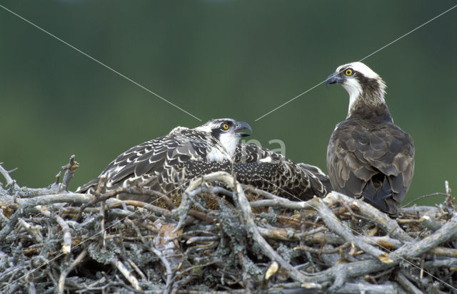 Visarend (Pandion haliaetus)