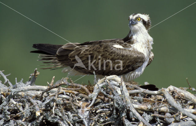 Visarend (Pandion haliaetus)