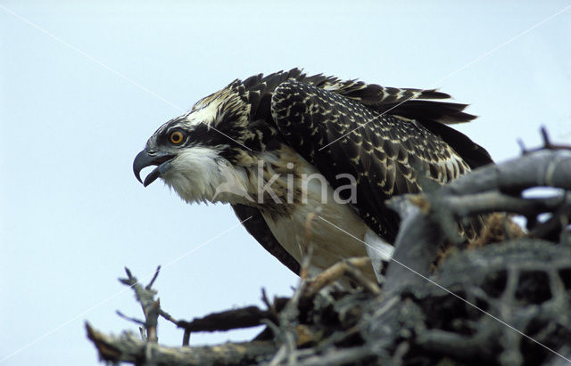 Visarend (Pandion haliaetus)