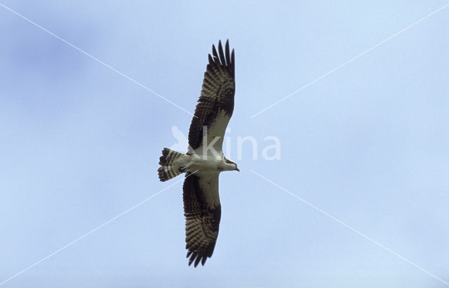 Visarend (Pandion haliaetus)