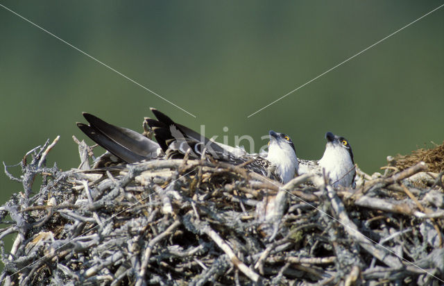 Visarend (Pandion haliaetus)