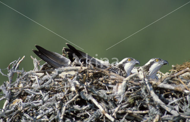 Visarend (Pandion haliaetus)