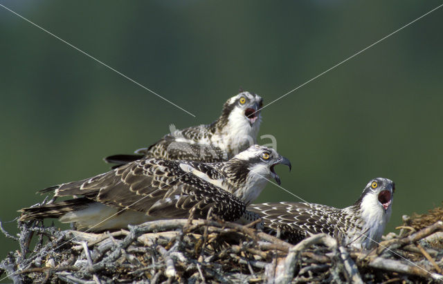 Visarend (Pandion haliaetus)