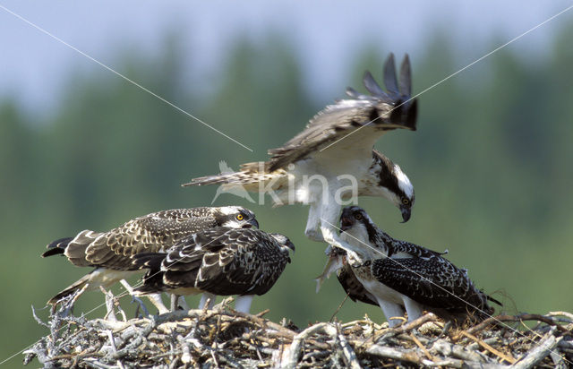 Visarend (Pandion haliaetus)