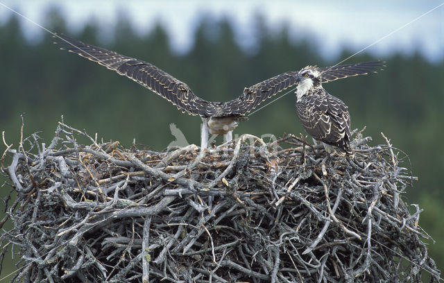 Visarend (Pandion haliaetus)