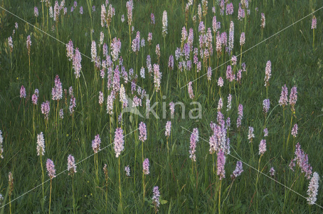 Vleeskleurige orchis (Dactylorhiza incarnata)