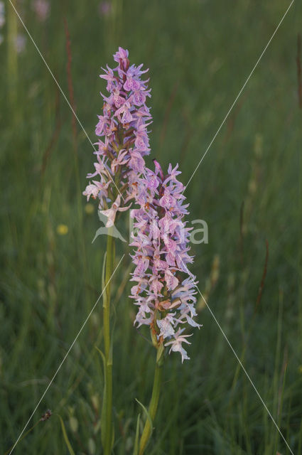 Vleeskleurige orchis (Dactylorhiza incarnata)