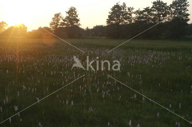 Vleeskleurige orchis (Dactylorhiza incarnata)