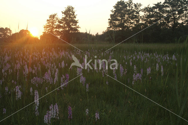 Vleeskleurige orchis (Dactylorhiza incarnata)