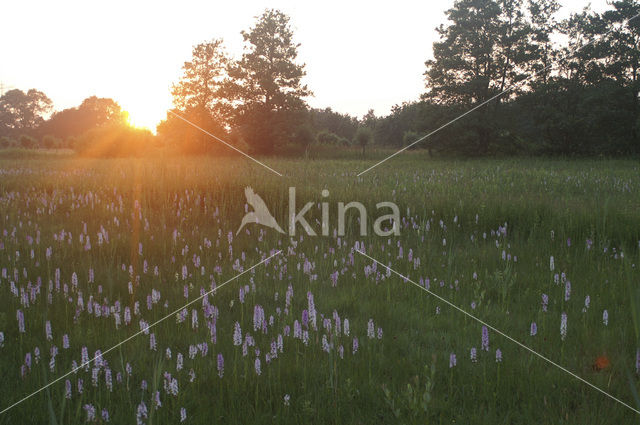 Early Marsh-orchid (Dactylorhiza incarnata)