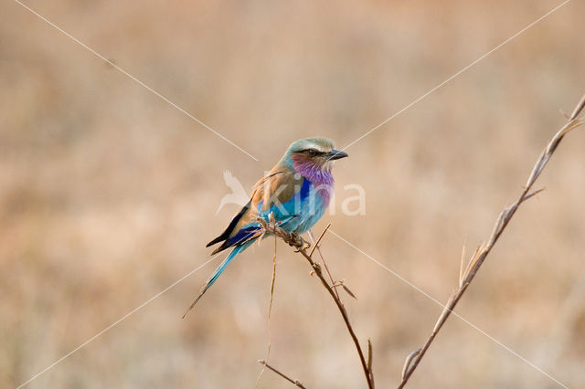 Vorkstaartscharrelaar (Coracias caudatus)