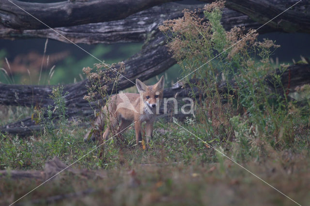 Vos (Vulpes vulpes)