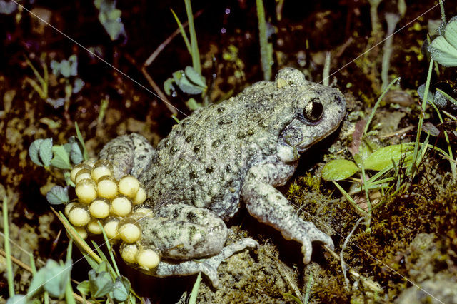 Midwife Toad (Alytes obstetricans)