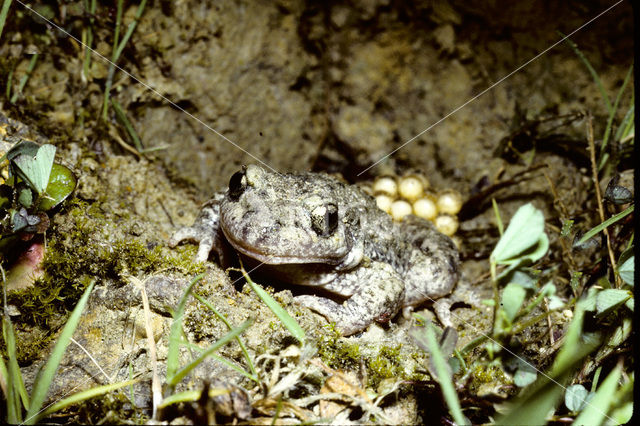 Midwife Toad (Alytes obstetricans)