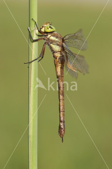 Vroege glazenmaker (Aeshna isosceles)