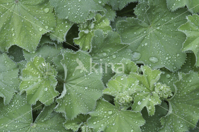 Vrouwenmantel (Alchemilla spec)