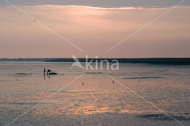 Waddenzee